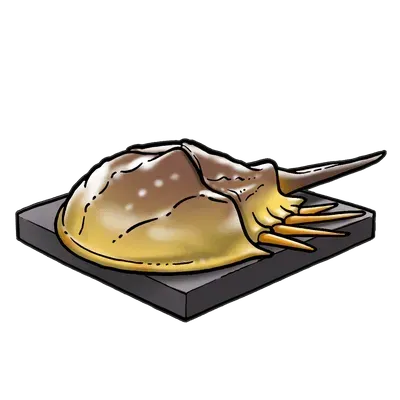 カブトガニ