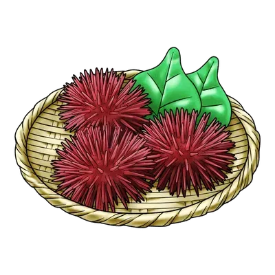 赤ウニ