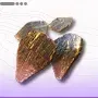尾先の金鱗画像