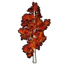 模型の紅葉樹A画像