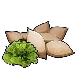 レタスの種画像