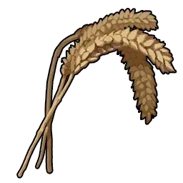 小麦画像