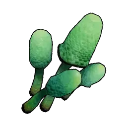 洞窟キノコ画像