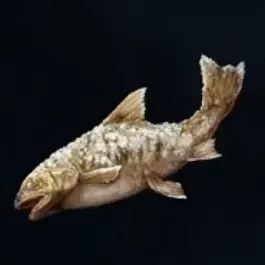 焼いた魚画像
