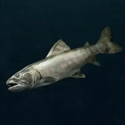 魚の肉画像