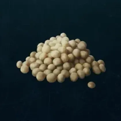 大豆画像
