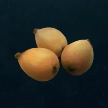 ビワ画像