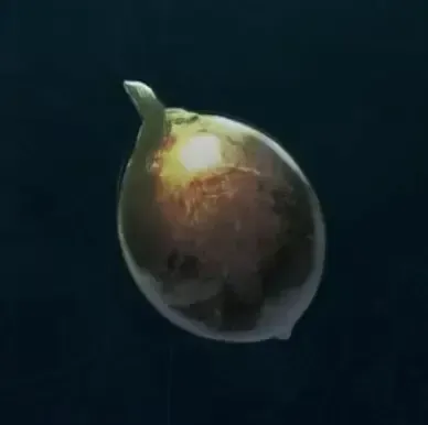 生命の苗画像