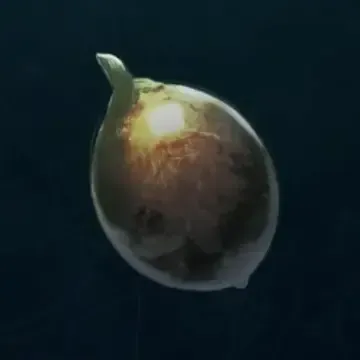 生命の実画像