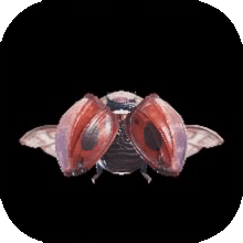 猟虫アルジョアーニャⅠの画像