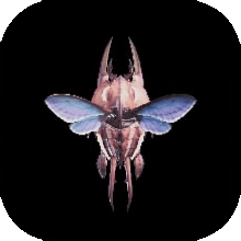 猟虫ウカドゥーレⅠの画像