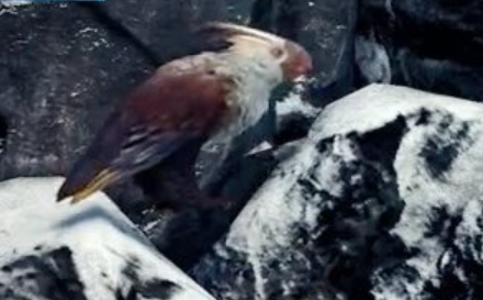 ケイコクチョウ