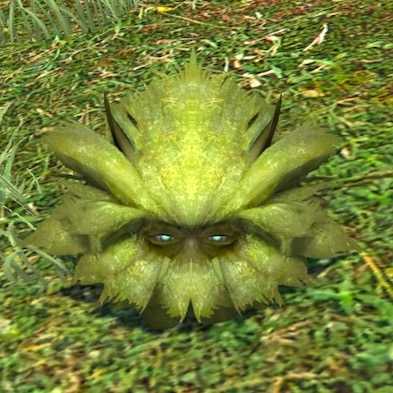 ラビットテールの画像