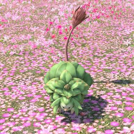 エケボアの画像