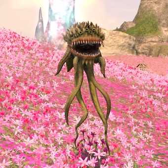 ガーデン・アネモネの画像