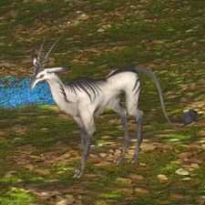 ブルー・ディア・スタッグの画像