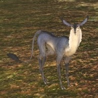 ブルー・ディア・ドゥの画像