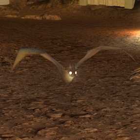 メガロバットの画像