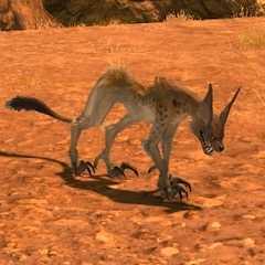 コヨーテの画像