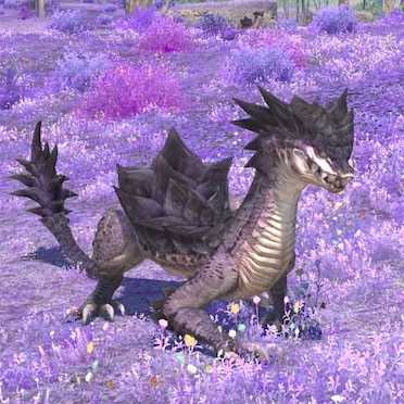 ゾヌールの画像