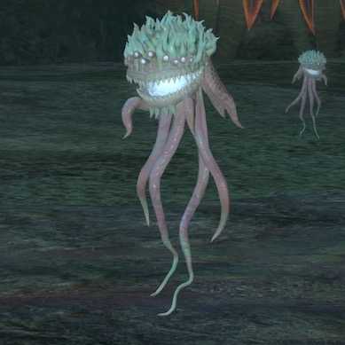 シーアネモネの画像