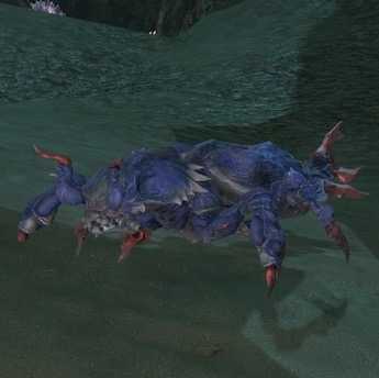 マンティスシュリンプの画像