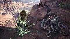 乾地に実る宝石の開催日