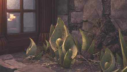 渡りの凍て地の植物2