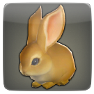 ドワーフラビット