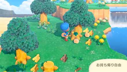 離島の物は持ち帰り自由