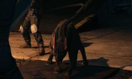 ガードハウンド