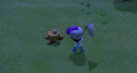 切り株にしか出ない虫が見つかる