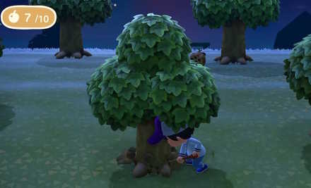 掘りたい木に近づく