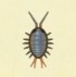 動森攻略:2月活動|2月海洋生物、魚類、昆蟲圖鑑整理(北半球)