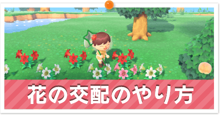 あつ森 花の交配方法と交配表 あつまれどうぶつの森 ゲームエイト