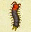 動森攻略:2月活動|2月海洋生物、魚類、昆蟲圖鑑整理(北半球)