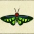 動森攻略:2月活動|2月海洋生物、魚類、昆蟲圖鑑整理(北半球)