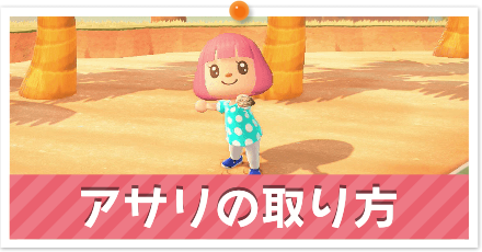 アサリの取り方