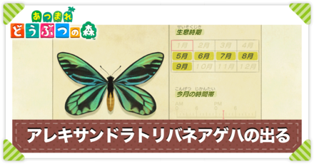 アレキサンドラトリバネアゲハの値段と出る時間