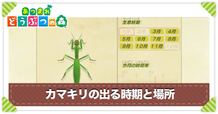 カマキリの値段と出る時間