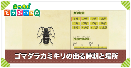 ゴマダラカミキリの値段と出る時間