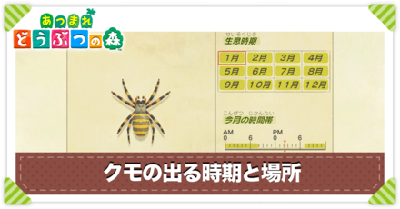 クモの値段と出る時間