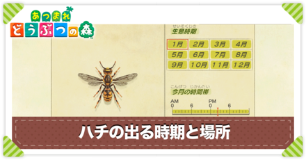 ハチの値段と出る時間