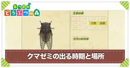 クマゼミの値段と出る時間