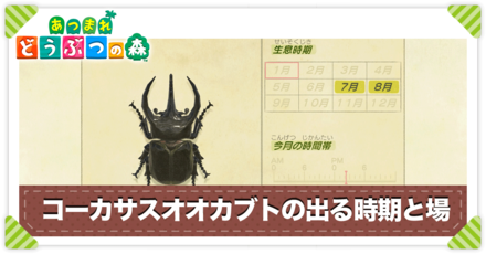 コーカサスオオカブトの値段と出る時間