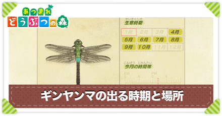ギンヤンマの値段と出る時間