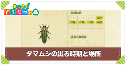 タマムシの値段と出る時間