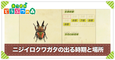 ニジイロクワガタの値段と出る時間