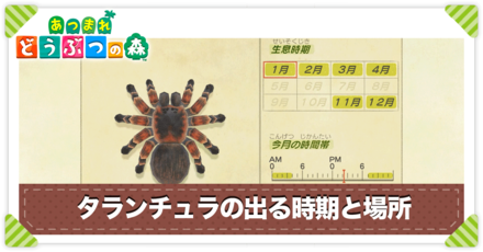 タランチュラの値段と出る時間