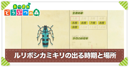 ルリボシカミキリの値段と出る時間